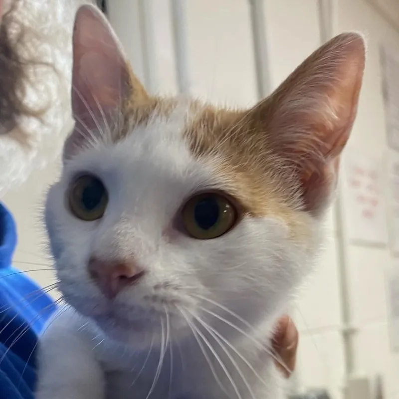 A baby small-sized female White Domestic Short Hair cat named Pam for adoption in Newport, NC