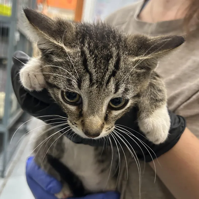 A baby small-sized male Brown / Chocolate Domestic Short Hair cat named Brier for adoption in Point Richmond, CA