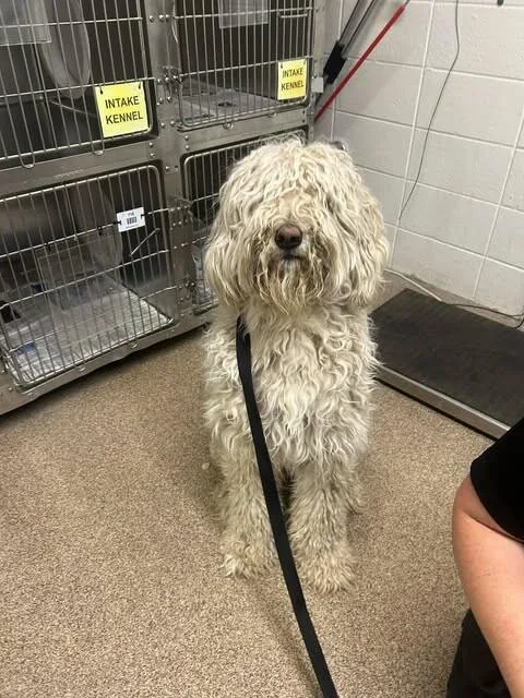 Gus