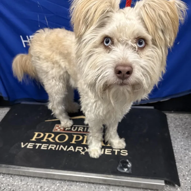 An adult small-sized male White / Cream Terrier dog named HACCStray for adoption in Henderson, NV
