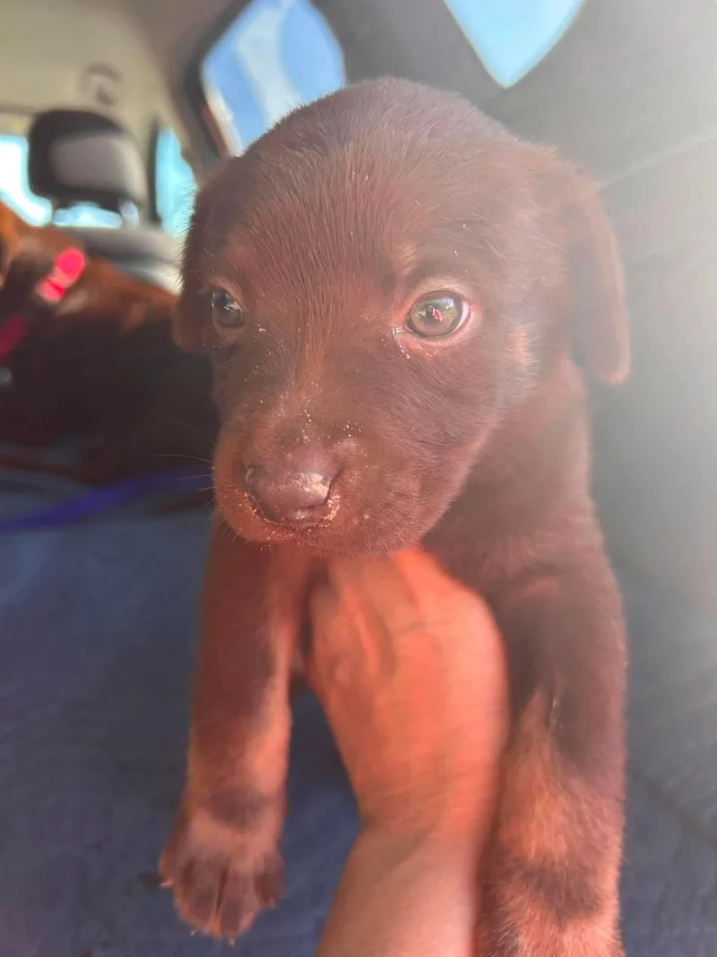 A baby large-sized female Labrador Retriever dog named Matildavalley for adoption in Fort Worth, TX