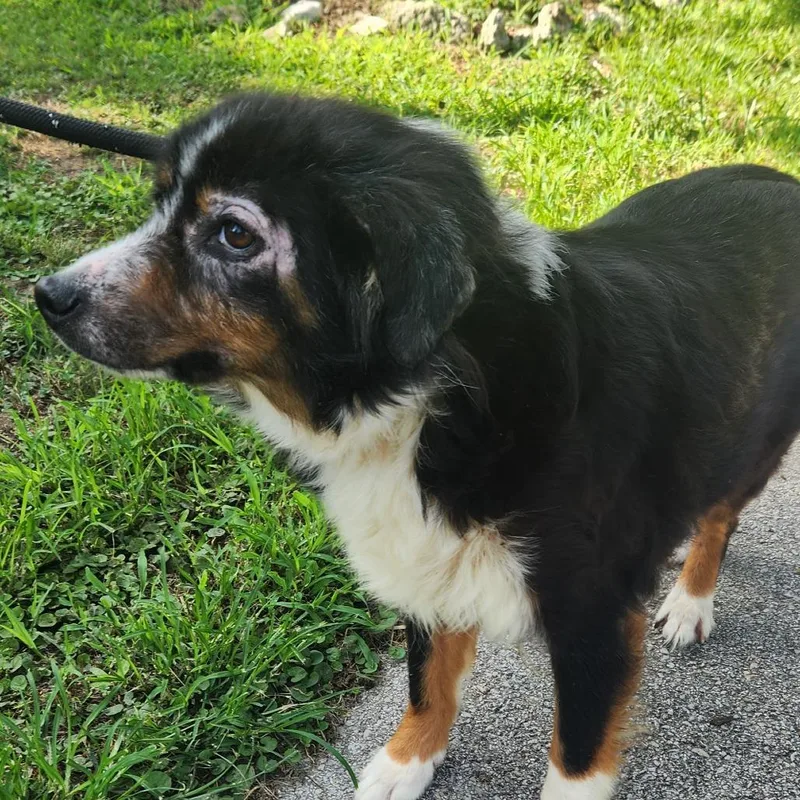 Isabella