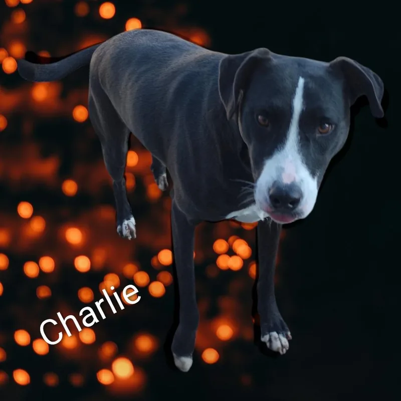 Charlie