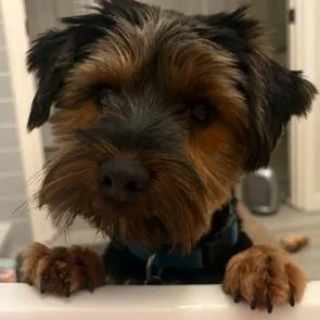 A young small-sized male Bicolor Yorkshire Terrier dog named Miles for adoption in Williston, VT
