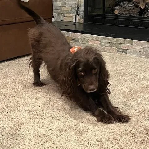 An adult small-sized female Brown / Chocolate Spaniel dog named Coco for adoption in Marion, MA