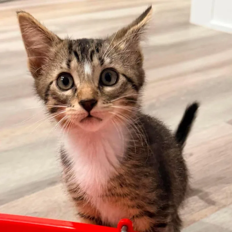 A baby small-sized male Brown / Chocolate Domestic Short Hair cat named Flip for adoption in Plainfield, IL
