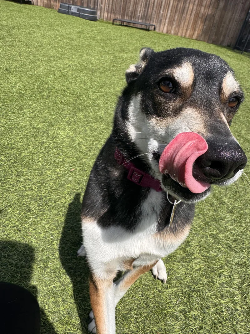 An adult medium-sized male German Shepherd Dog dog named Pico for adoption in Poway, CA