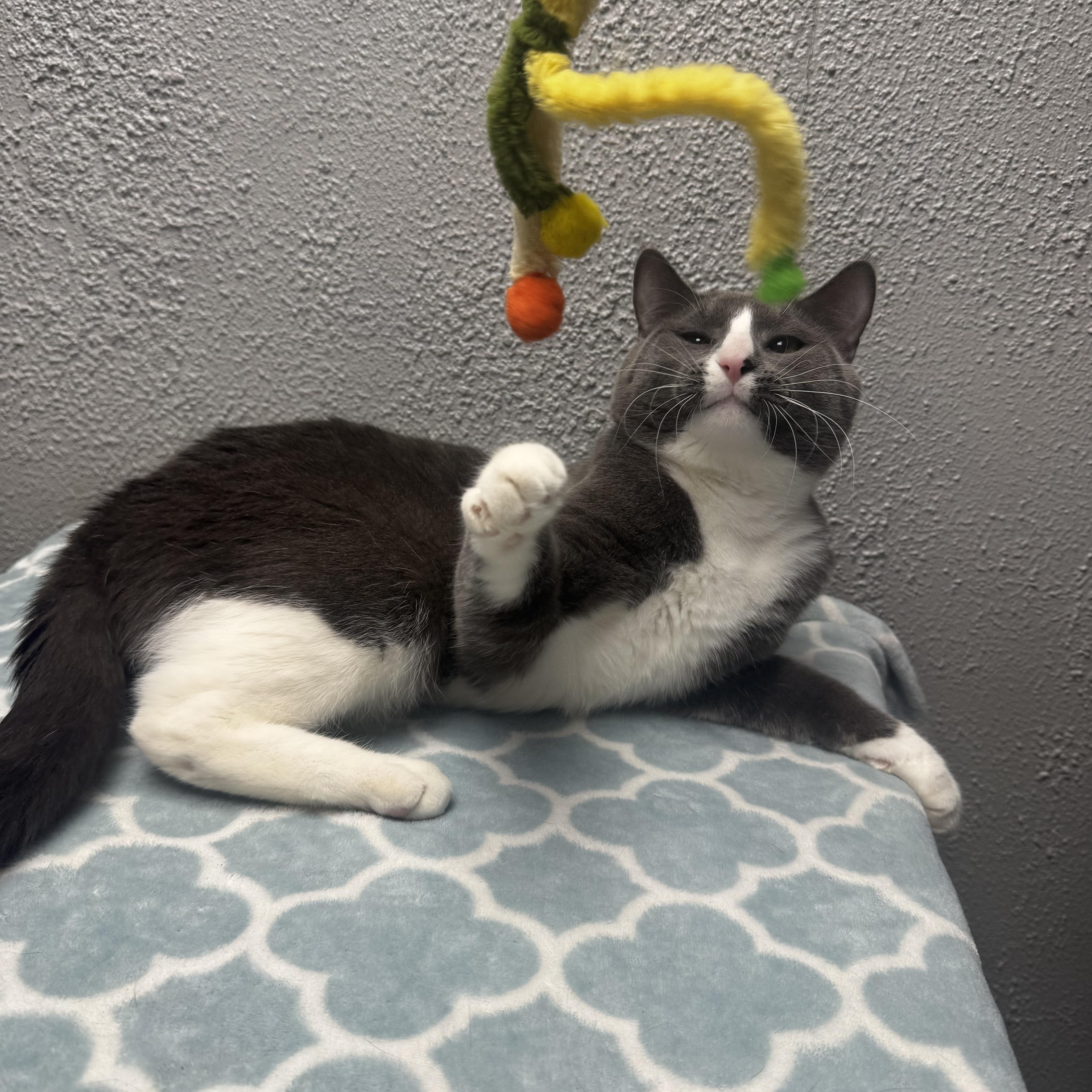 An adult medium-sized male Gray & White Domestic Short Hair cat named Doby for adoption in Walker, MI