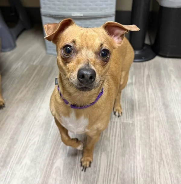 An adult small-sized female Chihuahua dog named Canela for adoption in Oceanside, CA