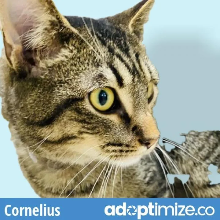 Cornelius