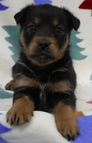 A baby large-sized female Shepherd dog named Lexiee for adoption in Thief River Falls, MN