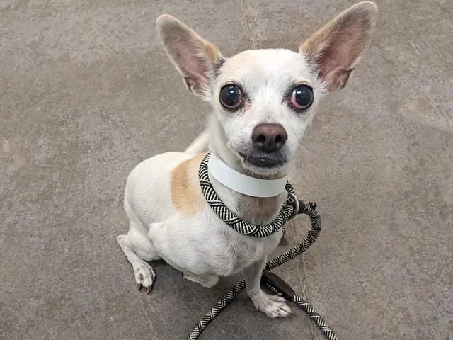 An adult small-sized female Chihuahua dog named Snow White for adoption in Phoenix, AZ