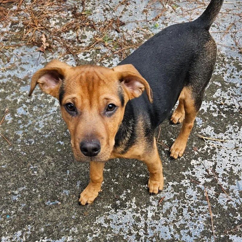 Alpharetta  Smokey thumbnail 4