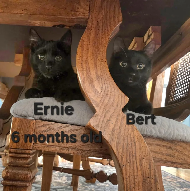 A baby medium-sized male Black Domestic Short Hair cat named Ernie for adoption in Washington, PA