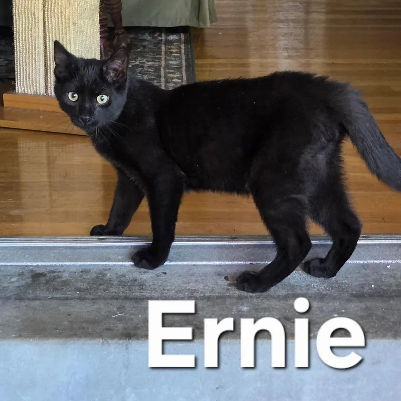 Ernie thumbnail 2