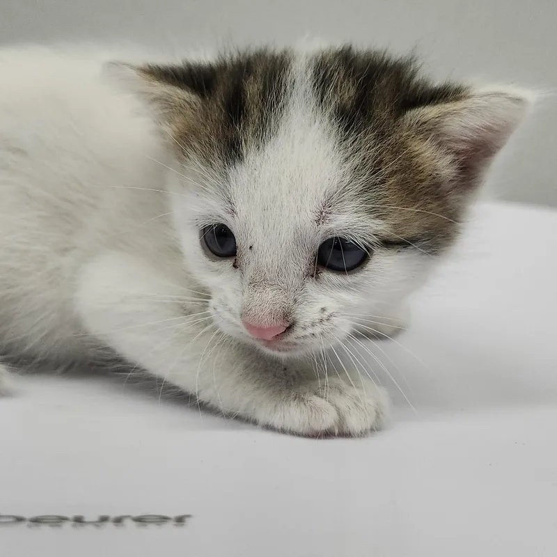A baby small-sized female White Domestic Short Hair cat named Ellis for adoption in Tampa, FL