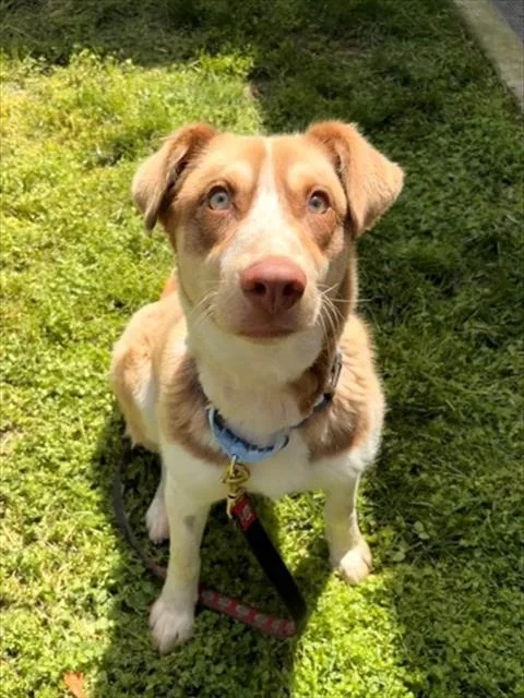 A young medium-sized male Australian Shepherd dog named Diet Dr Kelp for adoption in Leesburg, VA