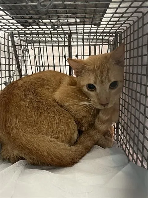 A young small-sized female Domestic Short Hair cat named Eclipse for adoption in Fort Lauderdale, FL