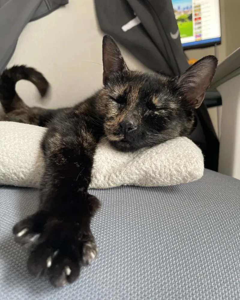 A young medium-sized female Tortoiseshell Domestic Short Hair cat named Lottie for adoption in Weehawken, NJ