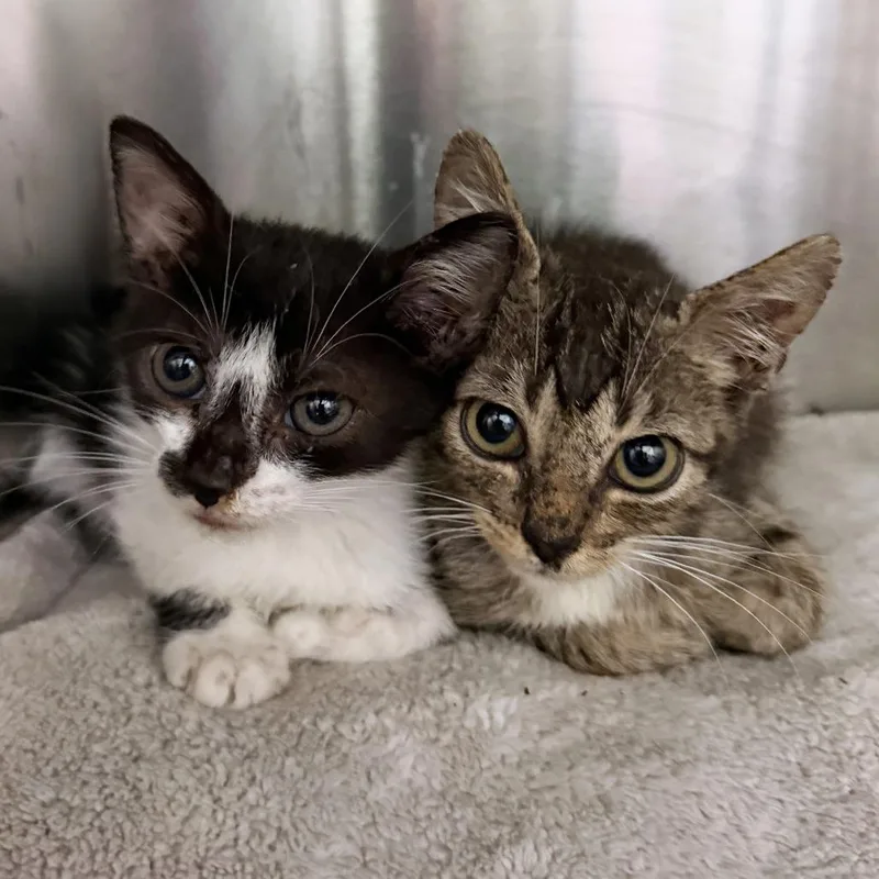 A baby small-sized male Brown / Chocolate Domestic Short Hair cat named Genial Lightning for adoption in Austin, TX
