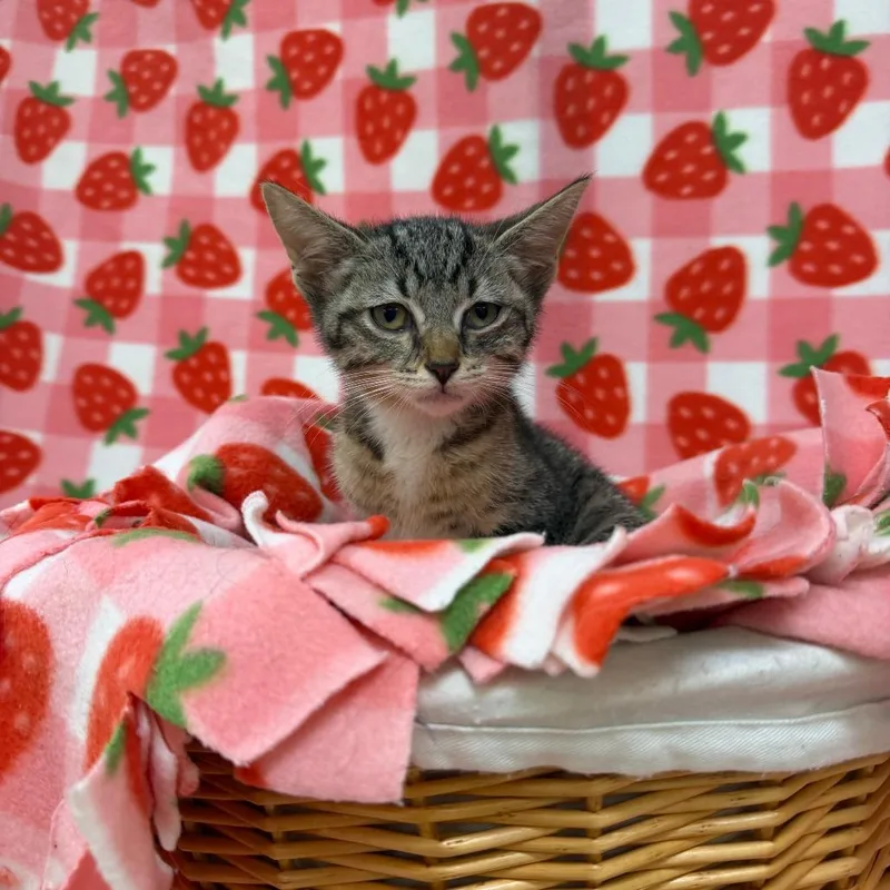 A baby small-sized female Brown / Chocolate Domestic Short Hair cat named Melody for adoption in Deerfield, IL