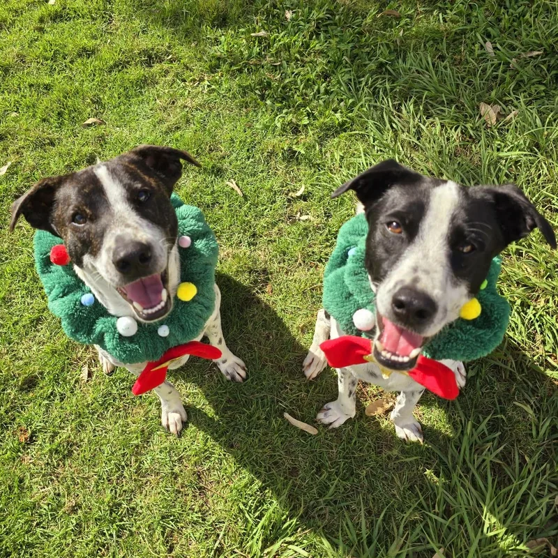 Monet Bonded With Van thumbnail 2