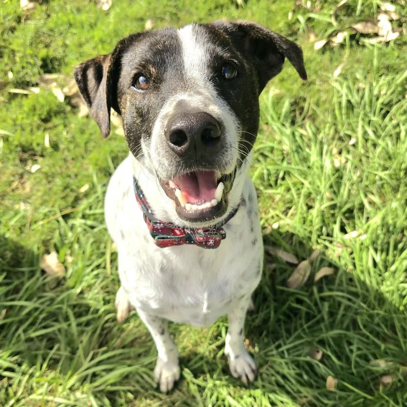 Monet Bonded With Van