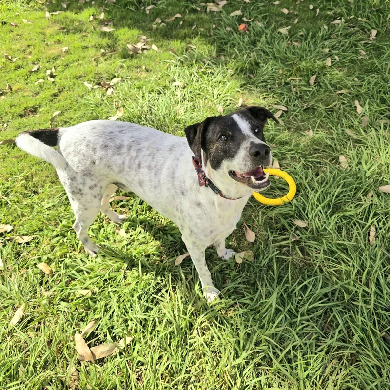 Monet Bonded With Van thumbnail 3