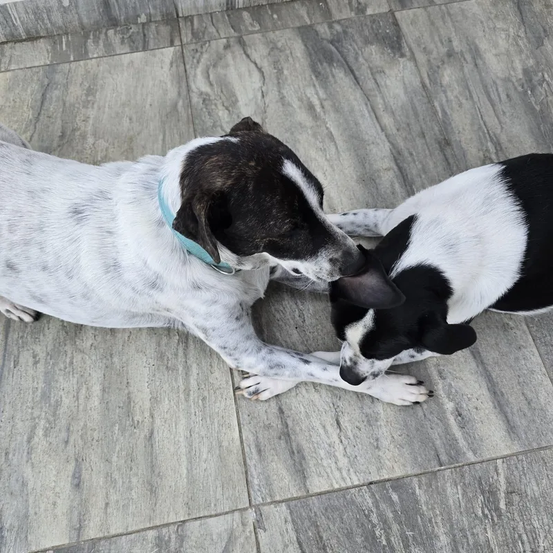 Monet Bonded With Van thumbnail 4