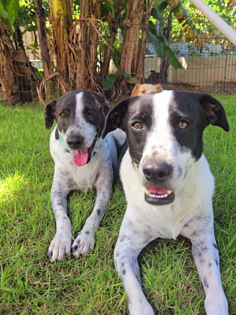 Monet Bonded With Van thumbnail 5