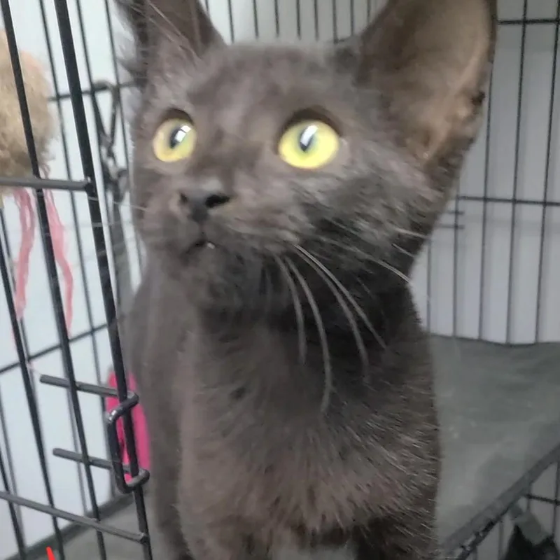 A baby small-sized female Black Domestic Short Hair cat named Ganache for adoption in Russellville, KY