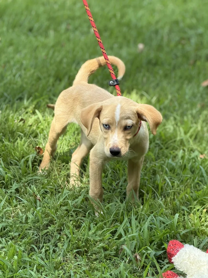 A baby small-sized female Hound dog named Gracie for adoption in Locust Fork, AL