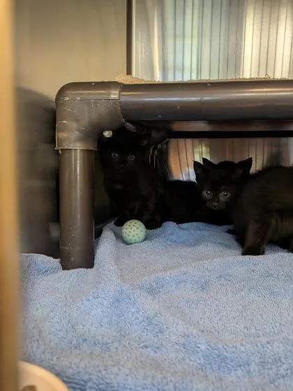 A baby small-sized male Domestic Short Hair cat named Brandon for adoption in Independence, MO