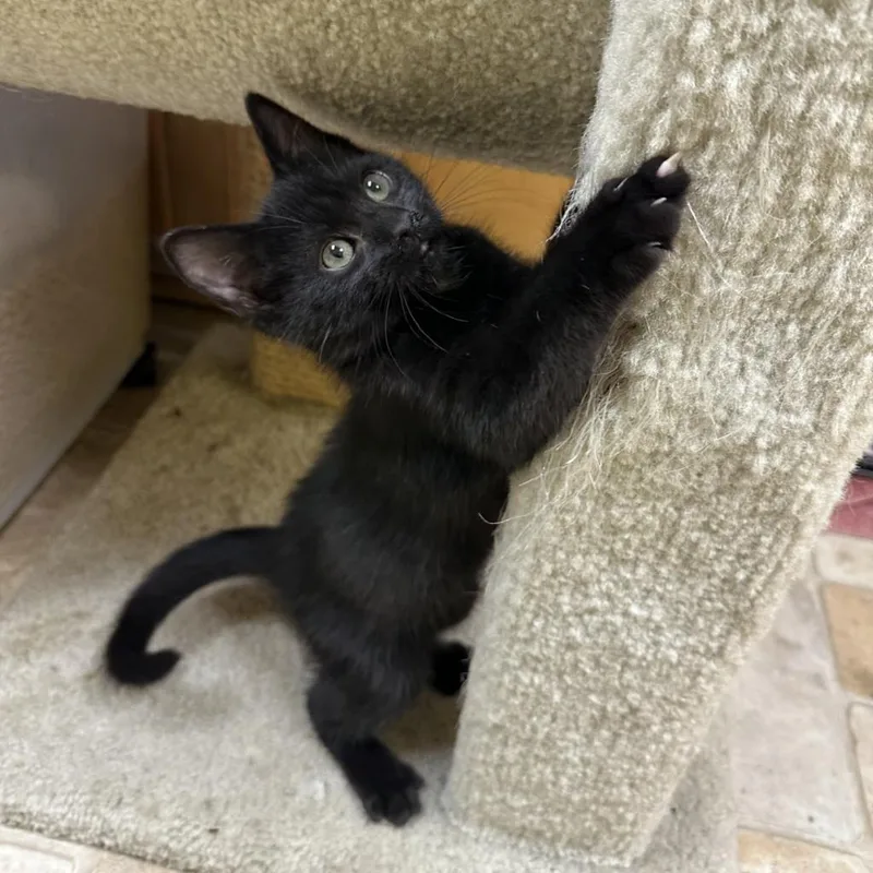 An adult small-sized male Black Domestic Short Hair cat named Dewey for adoption in Monroe, LA