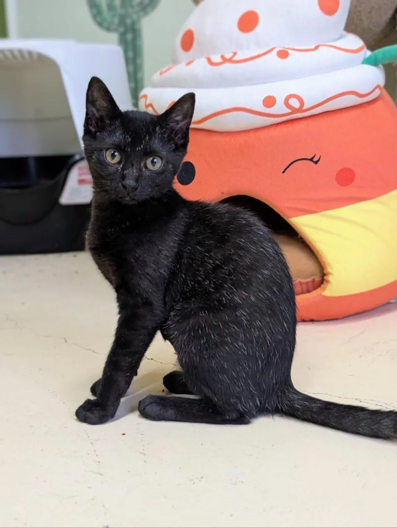 A baby medium-sized female Domestic Short Hair cat named Weaver for adoption in Newburgh, IN