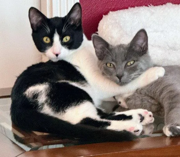 A young medium-sized female Black & White / Tuxedo Domestic Short Hair cat named Layla & Lulu for adoption in Hillsboro, OR