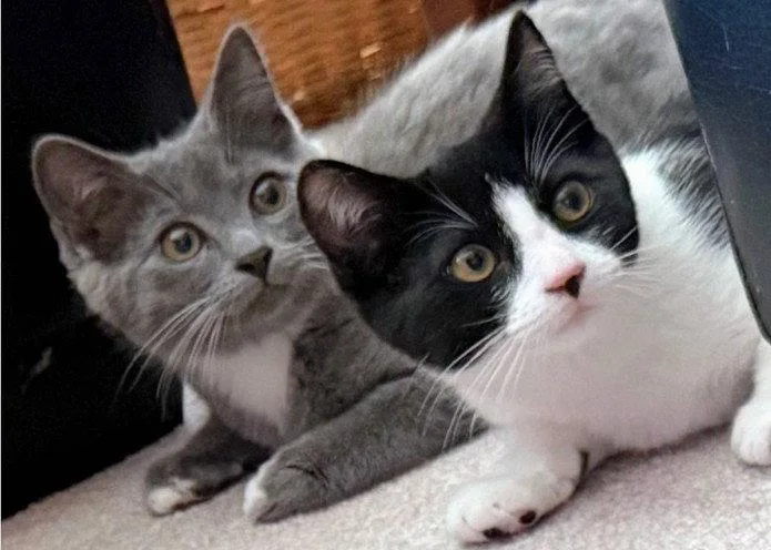 Layla & Lulu  thumbnail 3