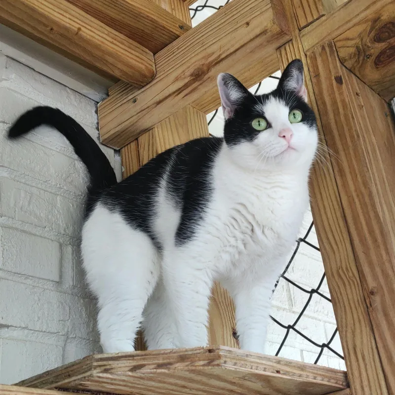 An adult medium-sized female Black & White / Tuxedo Domestic Short Hair cat named Snooki for adoption in Fairhope, AL