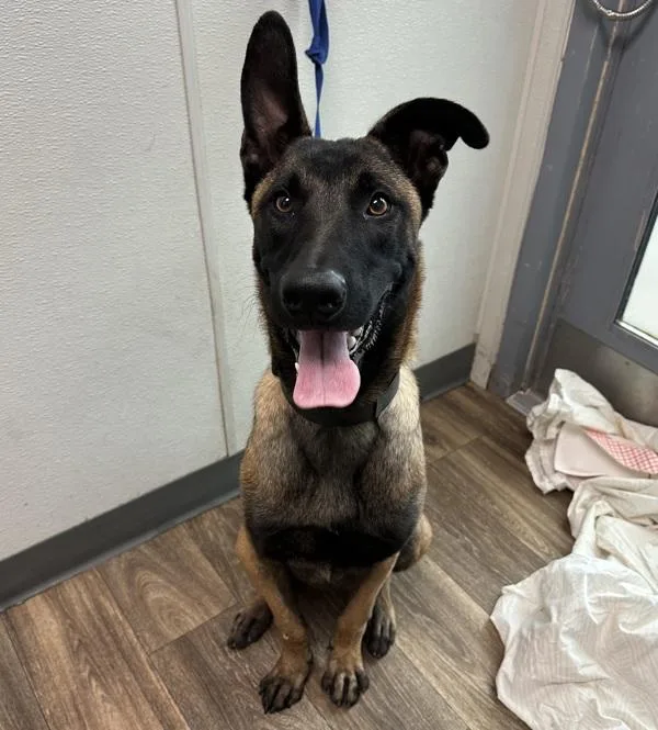 A young large-sized male Belgian Shepherd / Sheepdog dog named Bup Bup for adoption in San Diego, CA