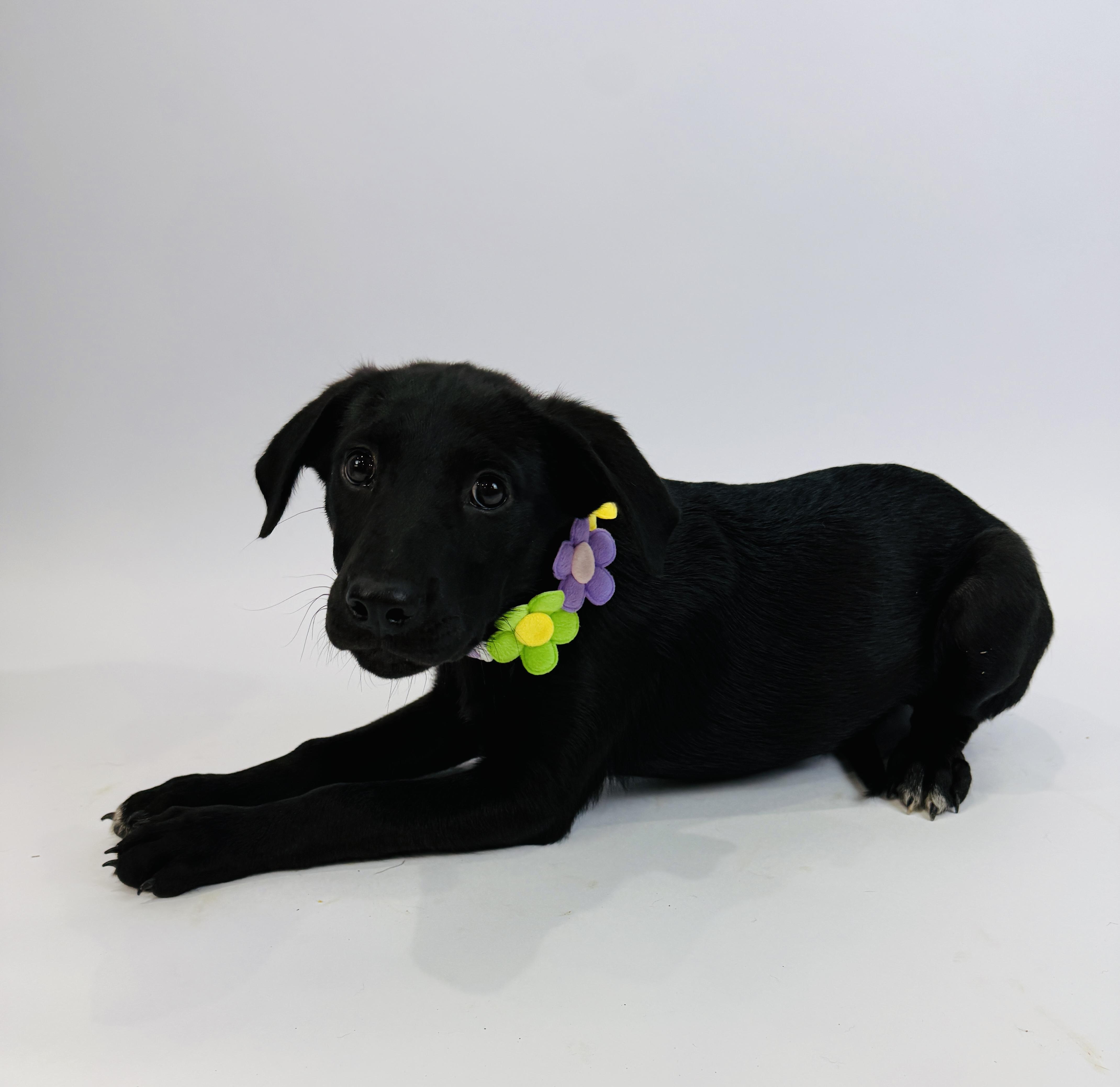 A baby medium-sized female Black Labrador Retriever dog named Gin for adoption in Alvin, TX