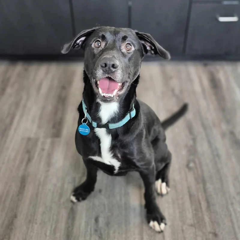 The Rooster thumbnail 2