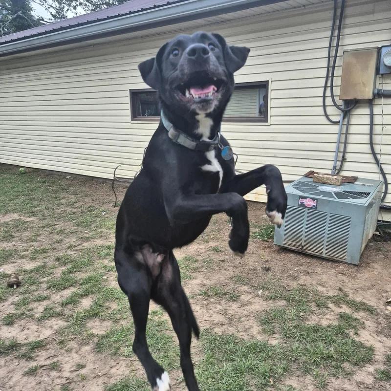 The Rooster thumbnail 3