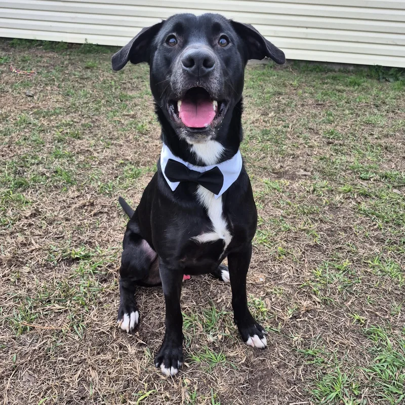 The Rooster thumbnail 4