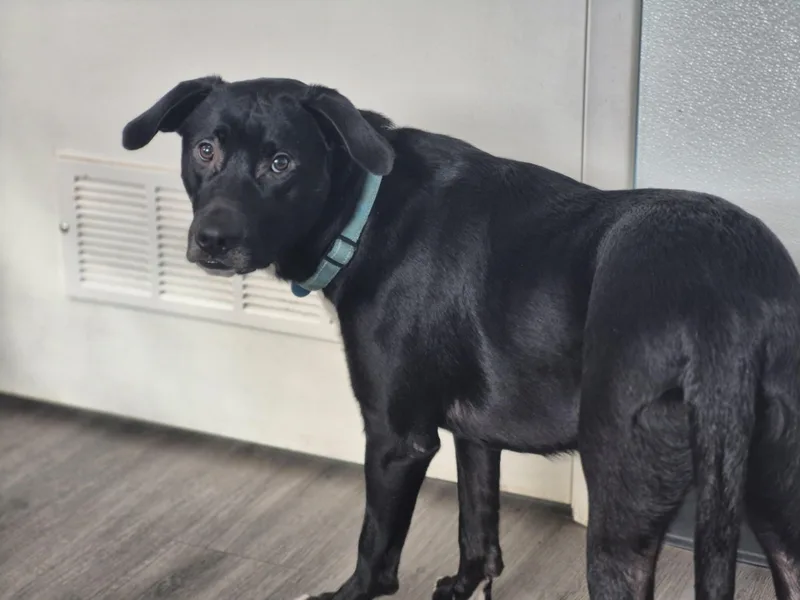 The Rooster thumbnail 5