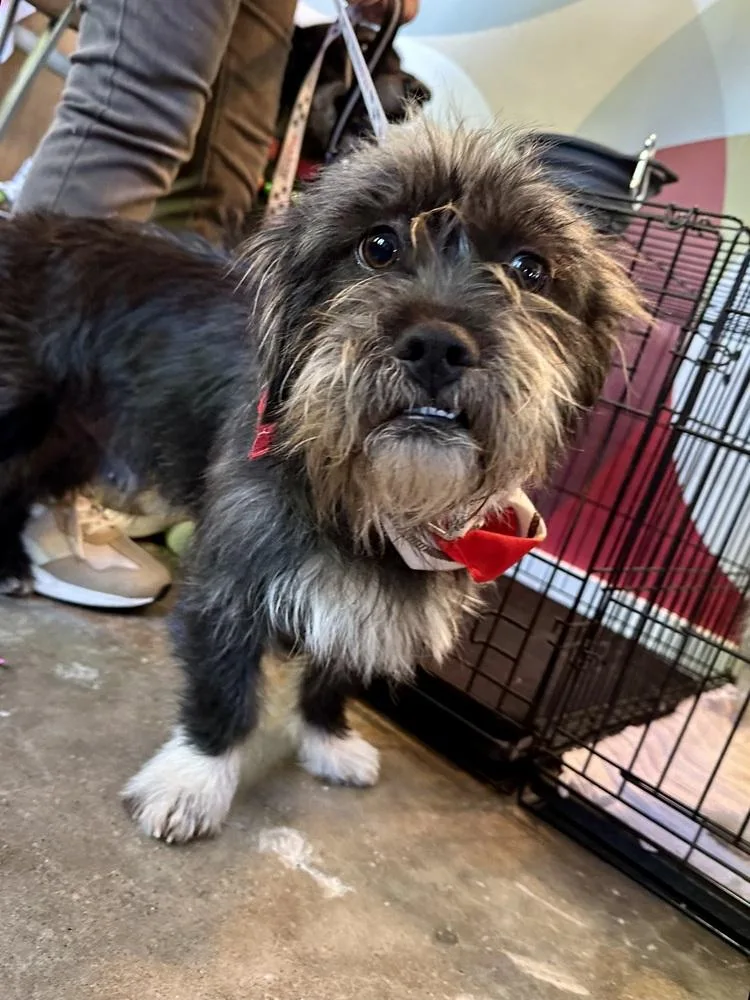 A young medium-sized male Black Terrier dog named Shark for adoption in Shawnee, OK