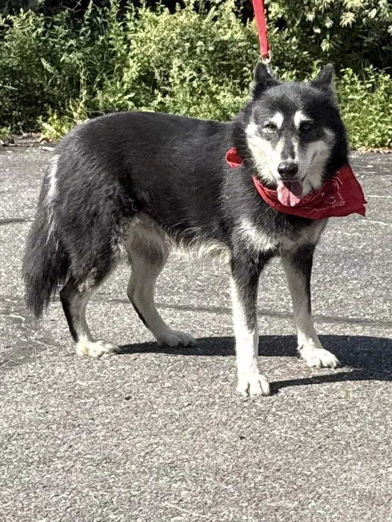A young medium-sized male Black Shepherd dog named Archer for adoption in Old Westbury, NY