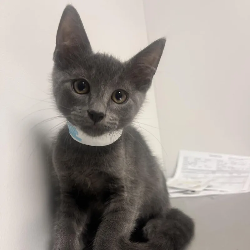 A baby small-sized male Gray / Blue / Silver Domestic Short Hair cat named Quentin for adoption in Hattiesburg, MS