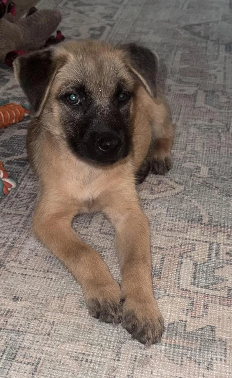 A young medium-sized male Brown / Chocolate German Shepherd Dog dog named Tuffy for adoption in Brenham, TX