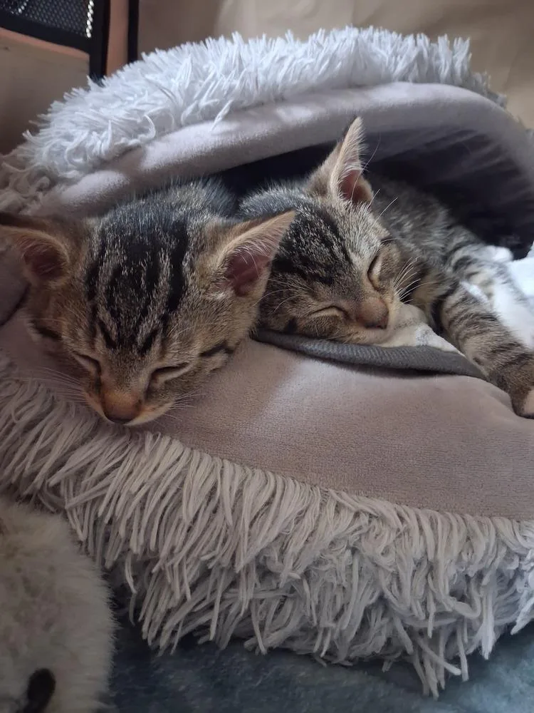 A baby small-sized male Tabby cat named Ube for adoption in Skippack, PA