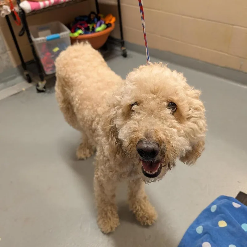 An adult medium-sized female Apricot / Beige Poodle dog named Legendary Twin Dragon for adoption in Tacoma, WA